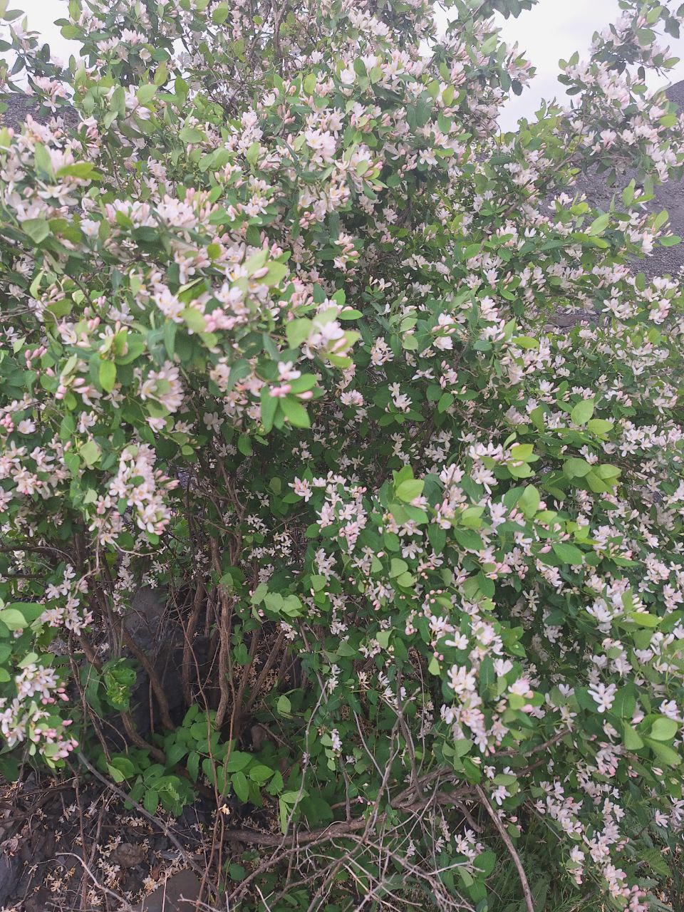 Доброе первомайское утро! Мир! Труд! Май! С праздником!